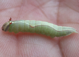 Oblique-marked Prominent